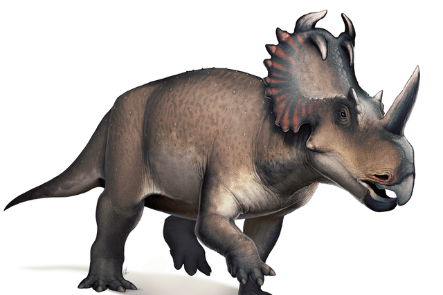 Centrosaurus was a horned dinosaur which lived around 75 million years ago in what is now Alberta Canada