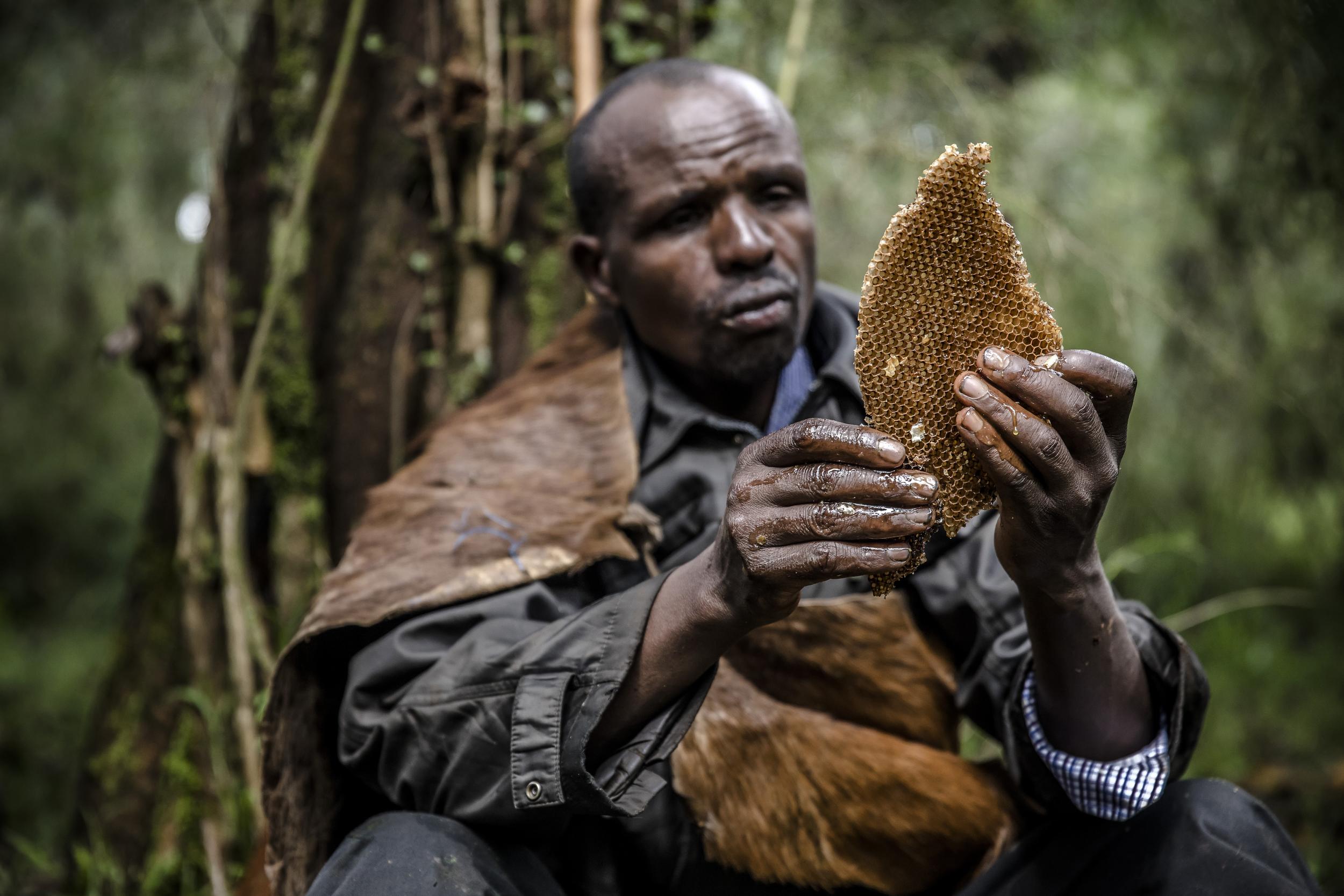 Ogiek hunter Joseph Lesingo inspects a piece of honeycomb