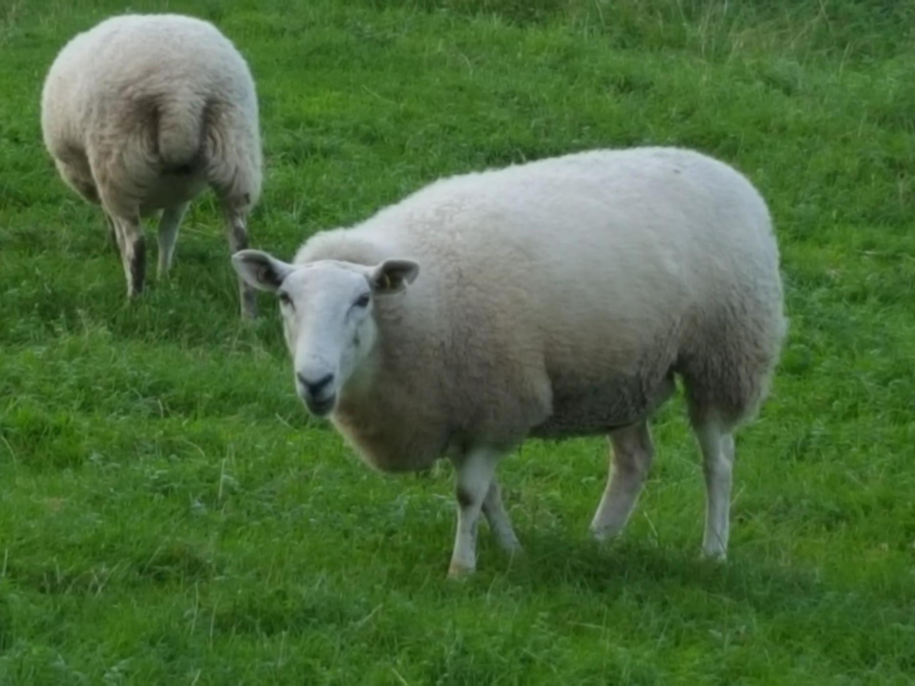 Sheep worth a total of ?3m were stolen from farms last year, and the number shot up during the height of the pandemic