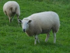 Criminal gangs cause ‘sharp rise’ in sheep rustling during pandemic