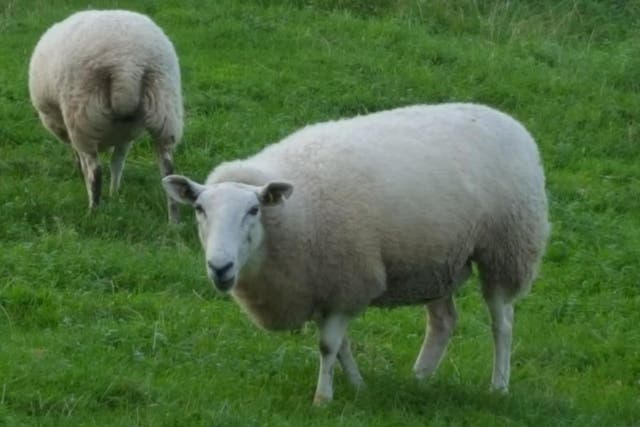 Sheep worth a total of £3m were stolen from farms last year, and the number shot up during the height of the pandemic