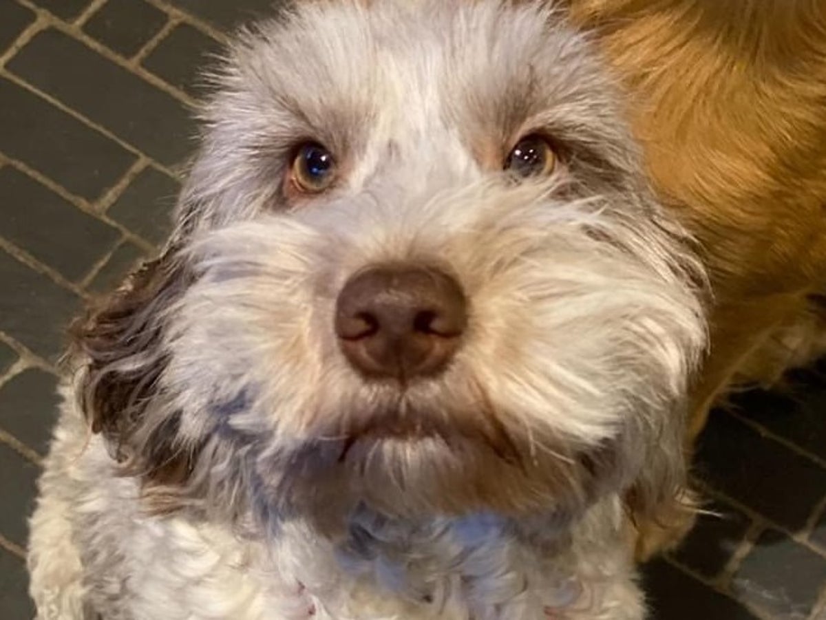How Can You Tell If A Dog Is Stolen