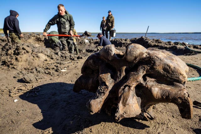 The bones of a mammoth are brought to the shore of Pechevalavato Lake in the Yamalo-Nenets autonomous district, Russia on 22 July, 2020.