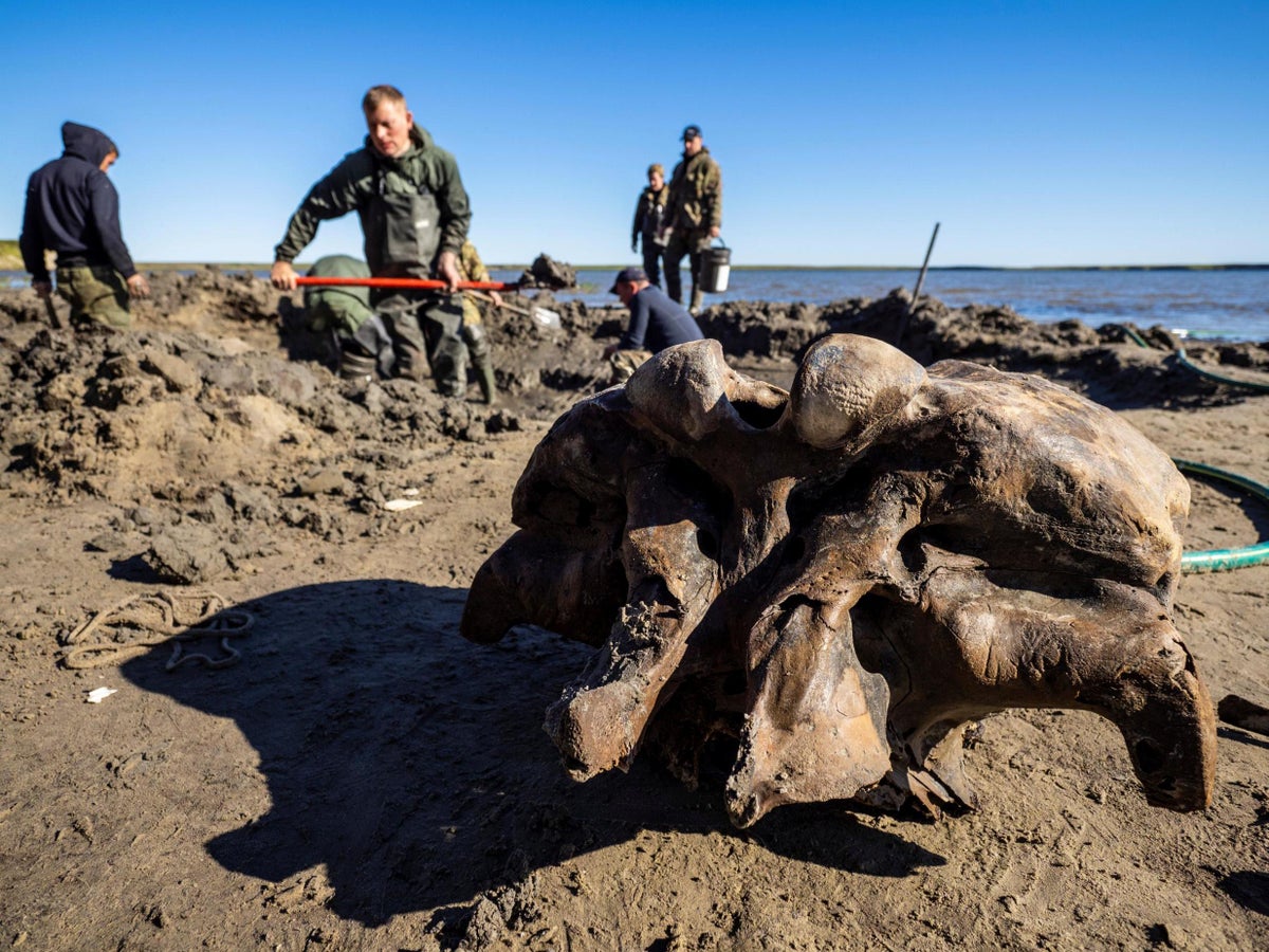 Mammoth skeleton thought to be 10,000 years old found in Siberian lake |  The Independent | The Independent