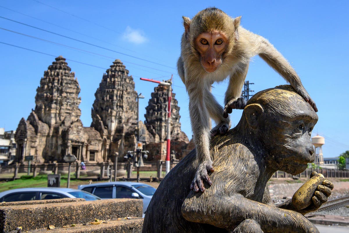 With the tourists gone, what now for Lopburi's famous monkeys?, Thailand