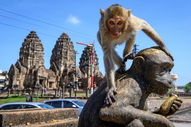 A crab-eating macaque clambers on top of a monkey statue in Lobpuri