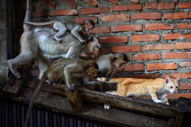 <p>Longtail macaques pull the tail of a cat </p>