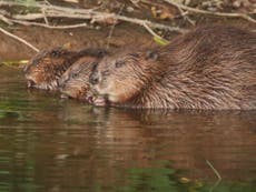 Beaver reintroduction hailed by government as ‘brilliant success’