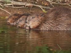 Beaver reintroduction study hailed by government as ‘brilliant success’, as further releases planned