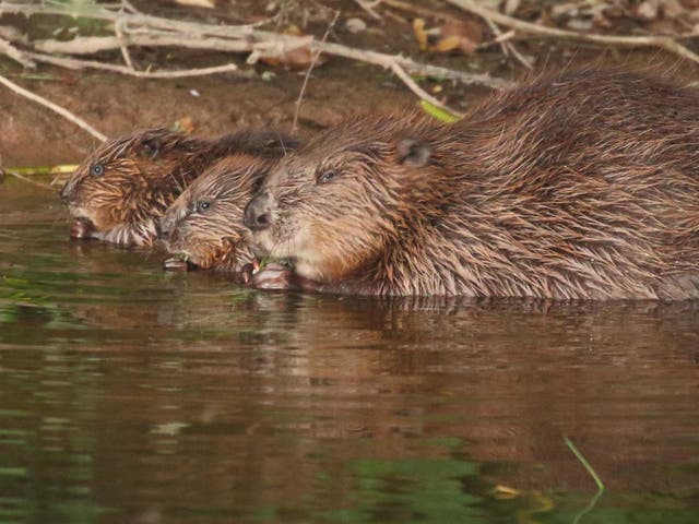 A female beaver with her two kits. This wild population in Devon is improving biodiversity and reducing flooding, resulting in the UK government giving them leave to remain permanently