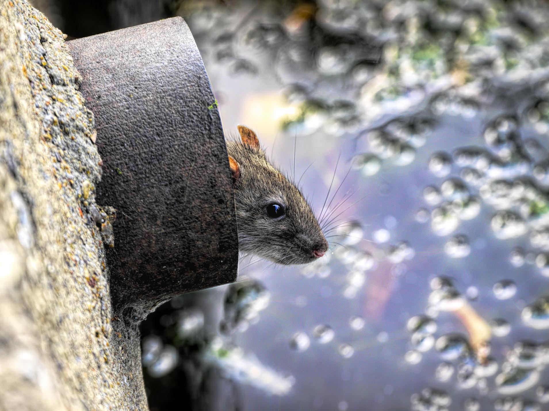 The effect was found to be strongest for rodents, bats and passerine bird species