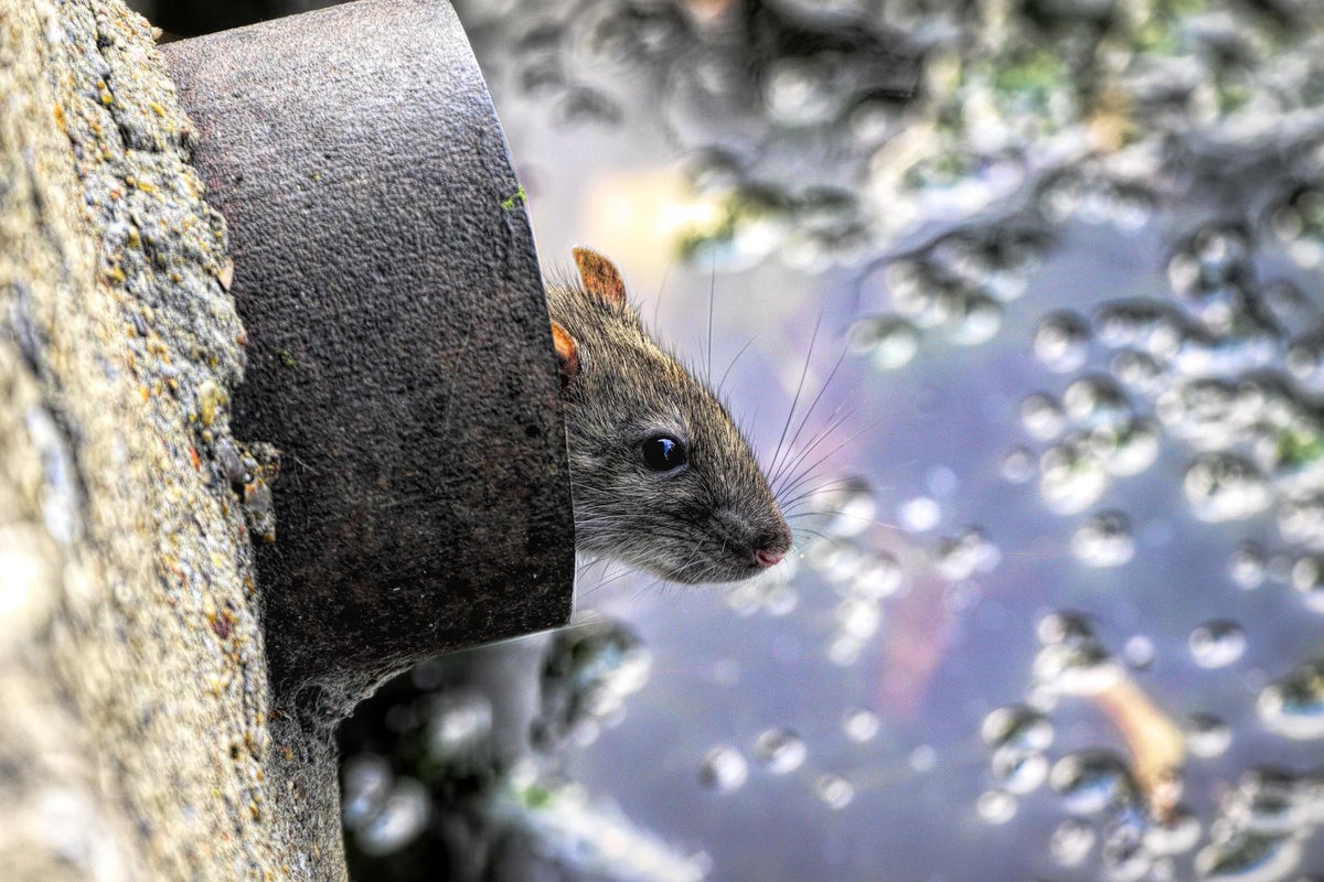 Takeaways blamed for growing rat problem across UK