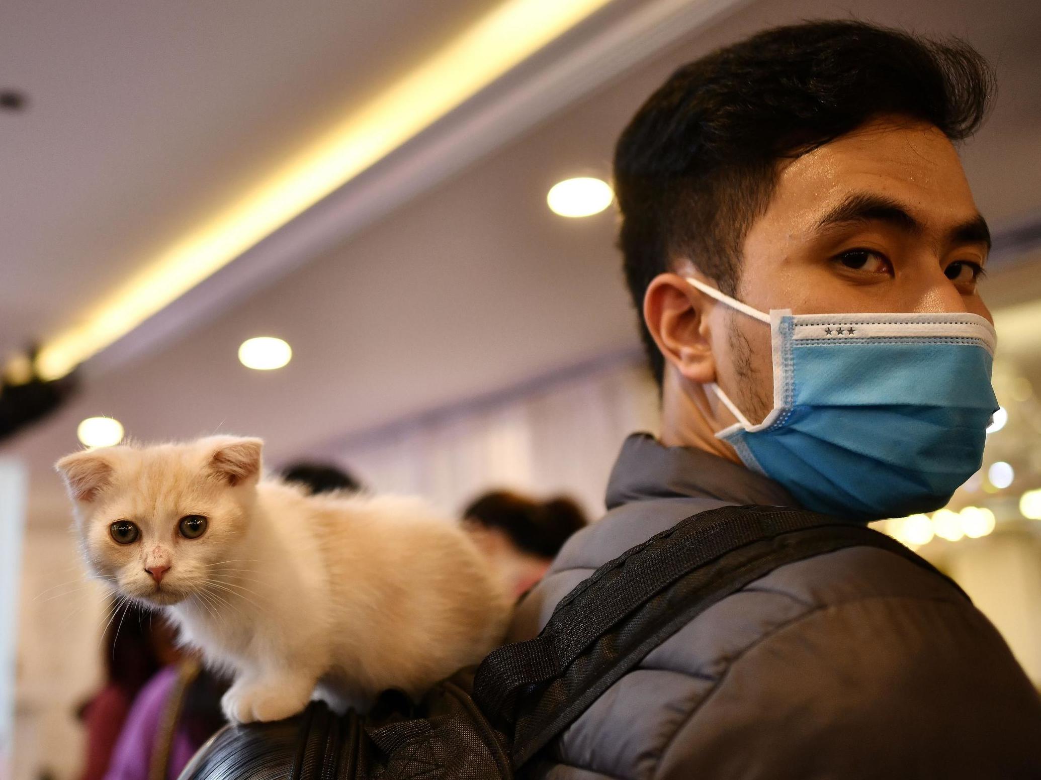 The furry creatures are unlikely to spread Covid any further (AFP/Getty)