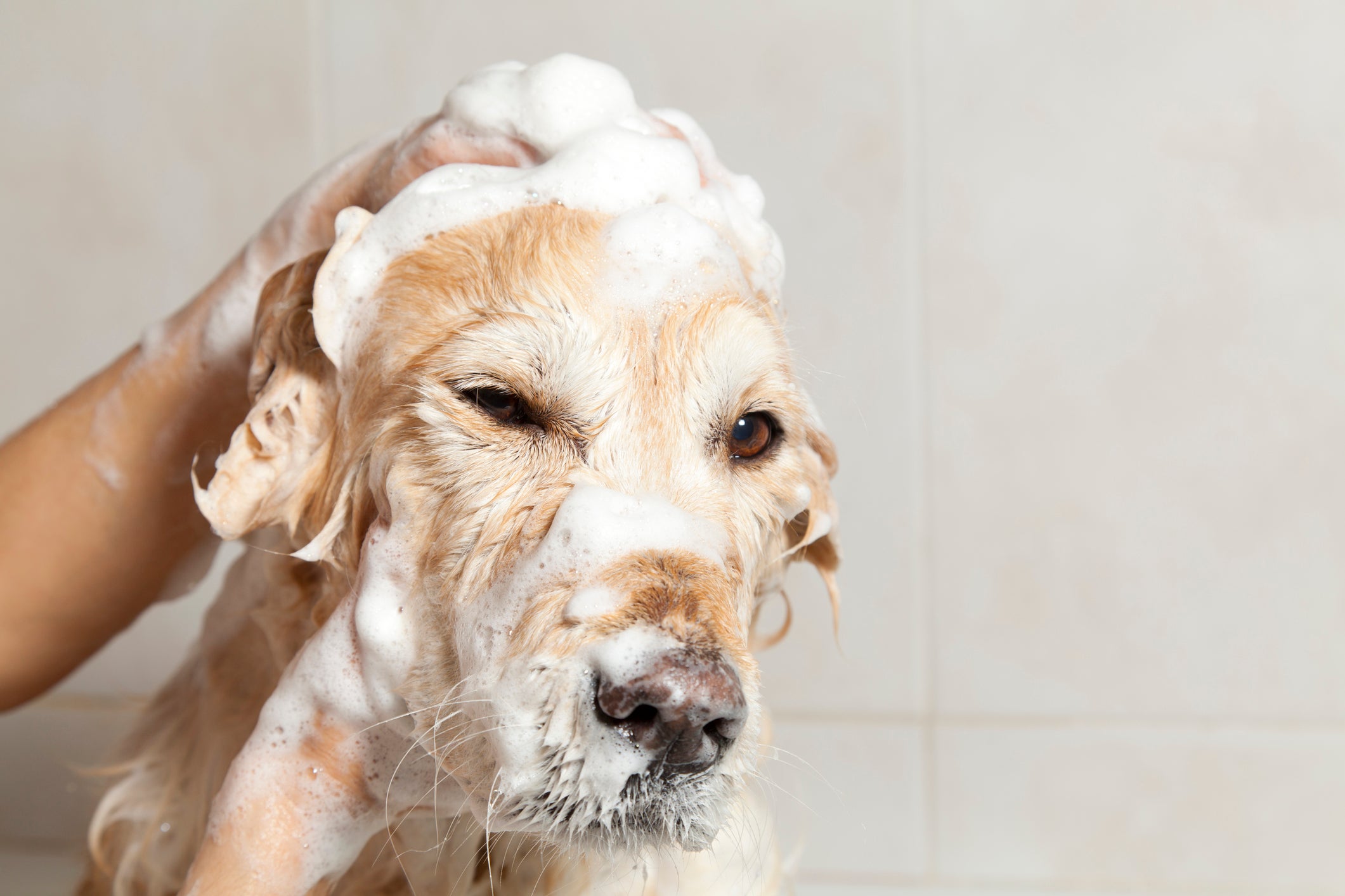 6 best dog shampoos for sensitiveskinned pups indy100 indy100