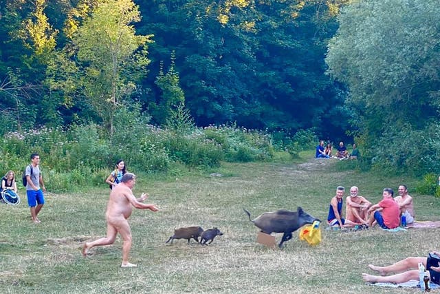 Onlookers were amused by the sight of a naked man chasing a wild boar carrying his belongings