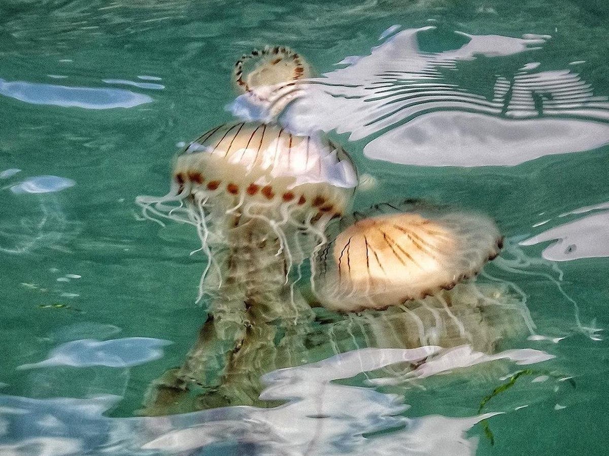 Mile-long cluster of jellyfish with ‘very painful’ sting spotted off southwest coast as thousands flock to beaches