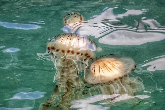 Resorts in the southwest of England have reported high numbers of jellyfish sightings this year