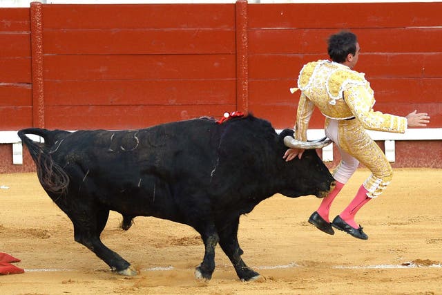 Spanish matador Enrique Ponce is attacked by the bull after stabbing the sword to kill it during a bullfight at El Puerto de Santa Maria's bullring, on 6 August 2020