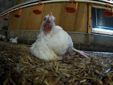 Chickens at farms supplying Tesco and Ocado made to die of thirst or had necks crushed