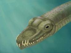 Scientists solve mystery of how an ancient reptile moved around with a neck three times longer than its body