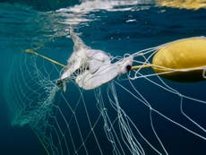 Rise in dolphins, turtles, sharks and rays drowning in shark nets