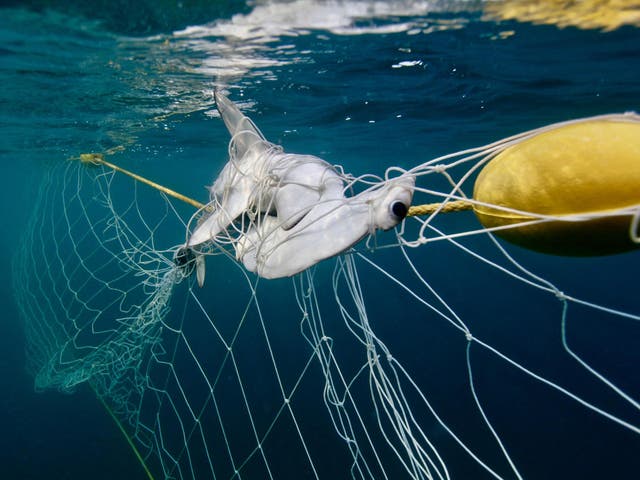 An entangled hammerhead shark - not a species nets are designed to kill - but many die after becoming trapped