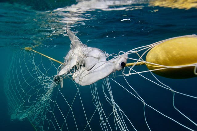 An entangled hammerhead shark - not a species nets are designed to kill - but many die after becoming trapped
