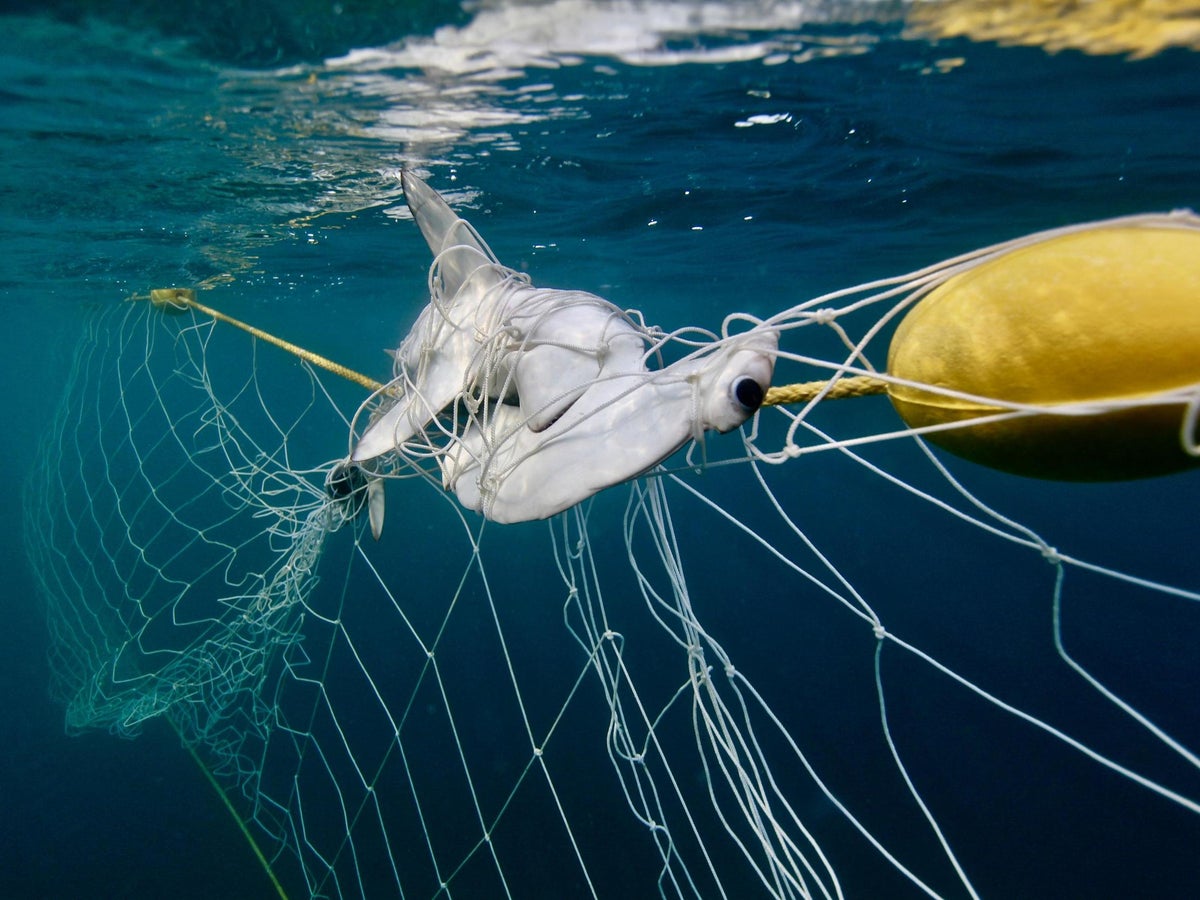 Rise in endangered dolphins, turtles, sharks and rays drowning in  Australia's killer shark nets, The Independent