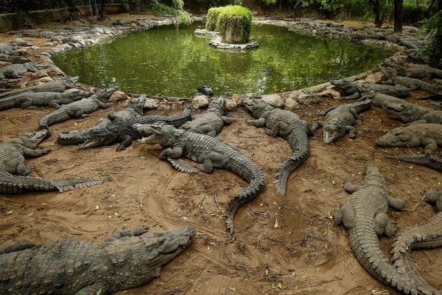 <p>File image: Crocodiles rest in their enclosure at the Madras Crocodile Bank in southern India </p>