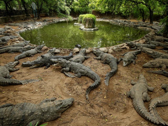 <p>File image: Crocodiles rest in their enclosure at the Madras Crocodile Bank in southern India </p>