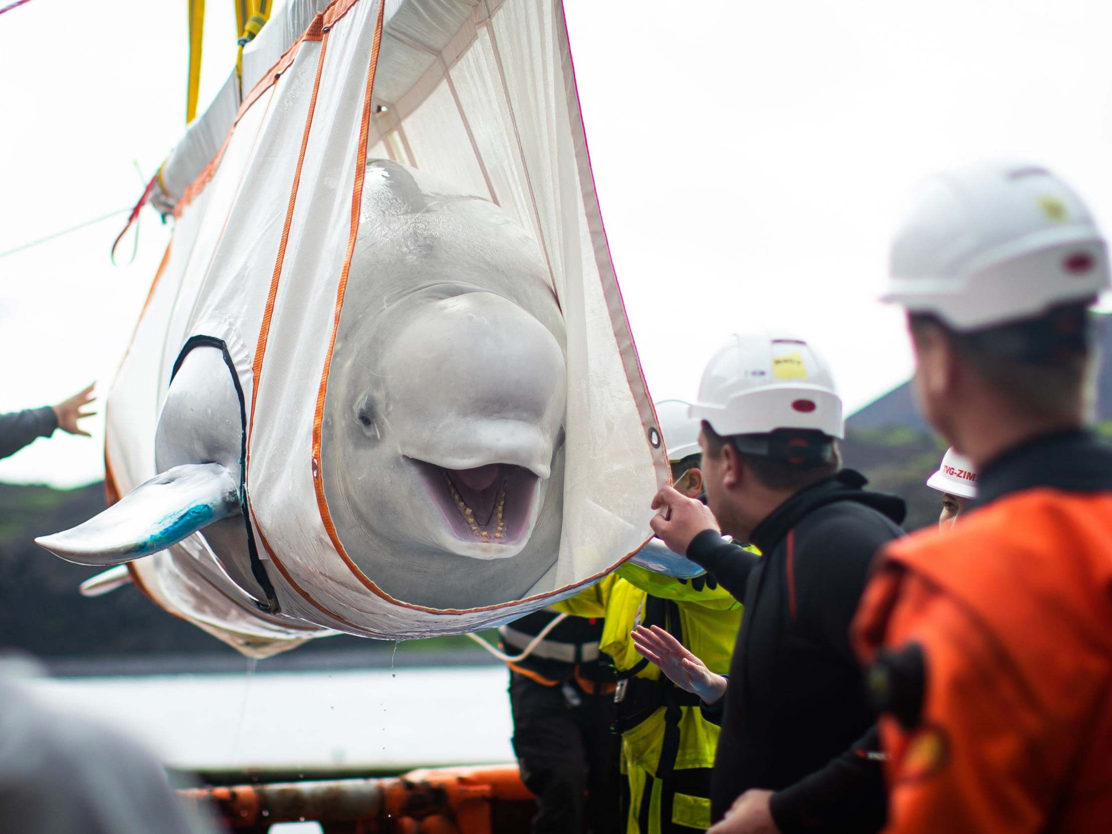 The Sea Life Trust team move Beluga Whale Little Gray from a tugboat during transfer to the bayside care pool where they will be acclimatised to the natural environment of their new home at the open water sanctuary in Klettsvik Bay in Iceland