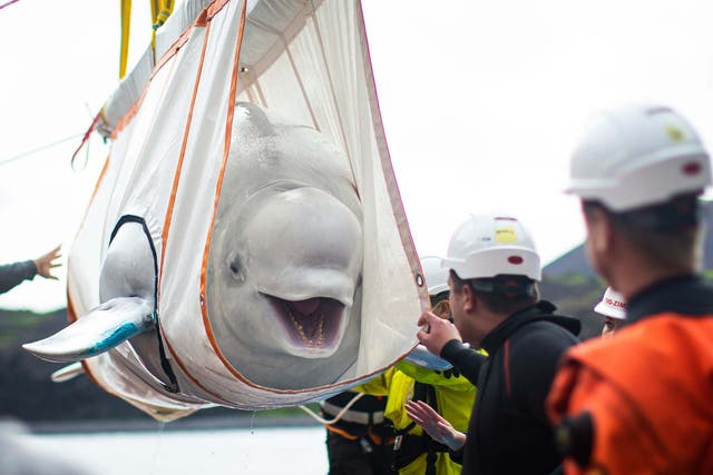 The Sea Life Trust team move Beluga Whale Little Gray from a tugboat during transfer to the bayside care pool where they will be acclimatised to the natural environment of their new home at the open water sanctuary in Klettsvik Bay in Iceland