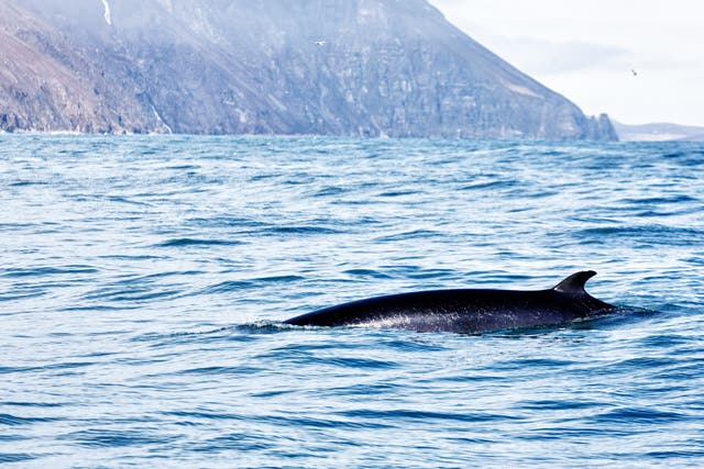 File photo of a minke whale off the coast of Iceland
