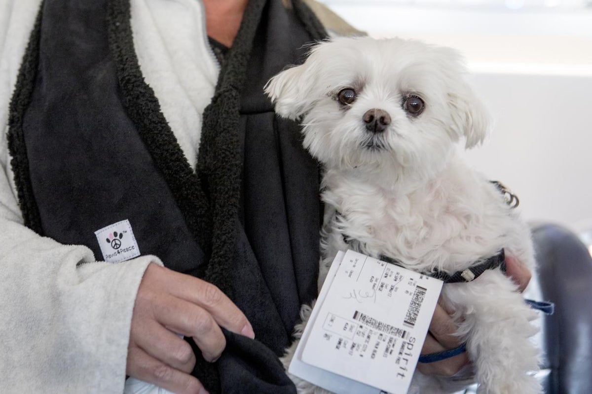 British pet owners warned of new EU travel rules from Wednesday