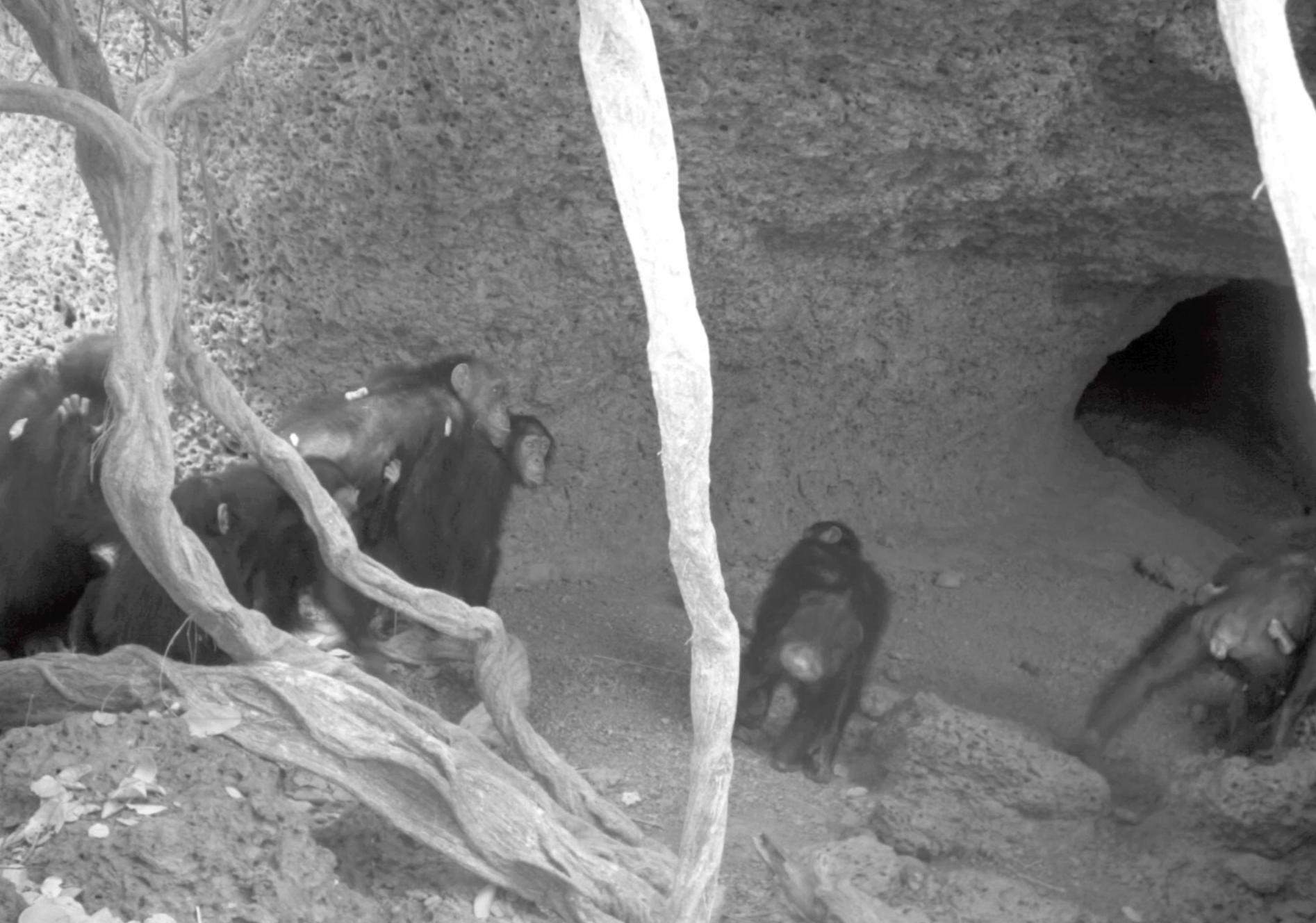 Chimps captured by a camera at the entrance to Drambos Cave (Boyer Ontl)