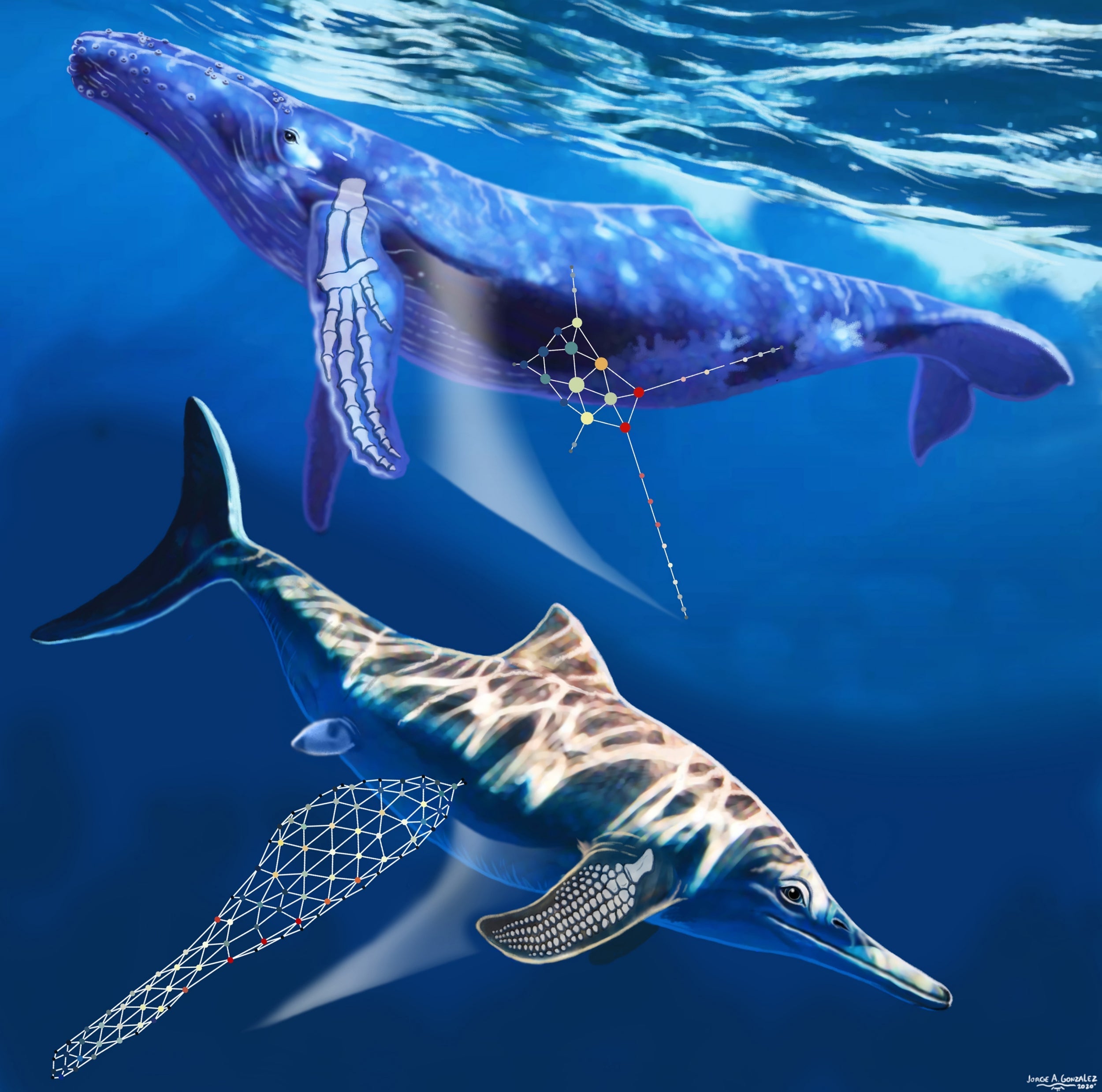 A CGI Image of a whale and an ichthyosaur (NYT)