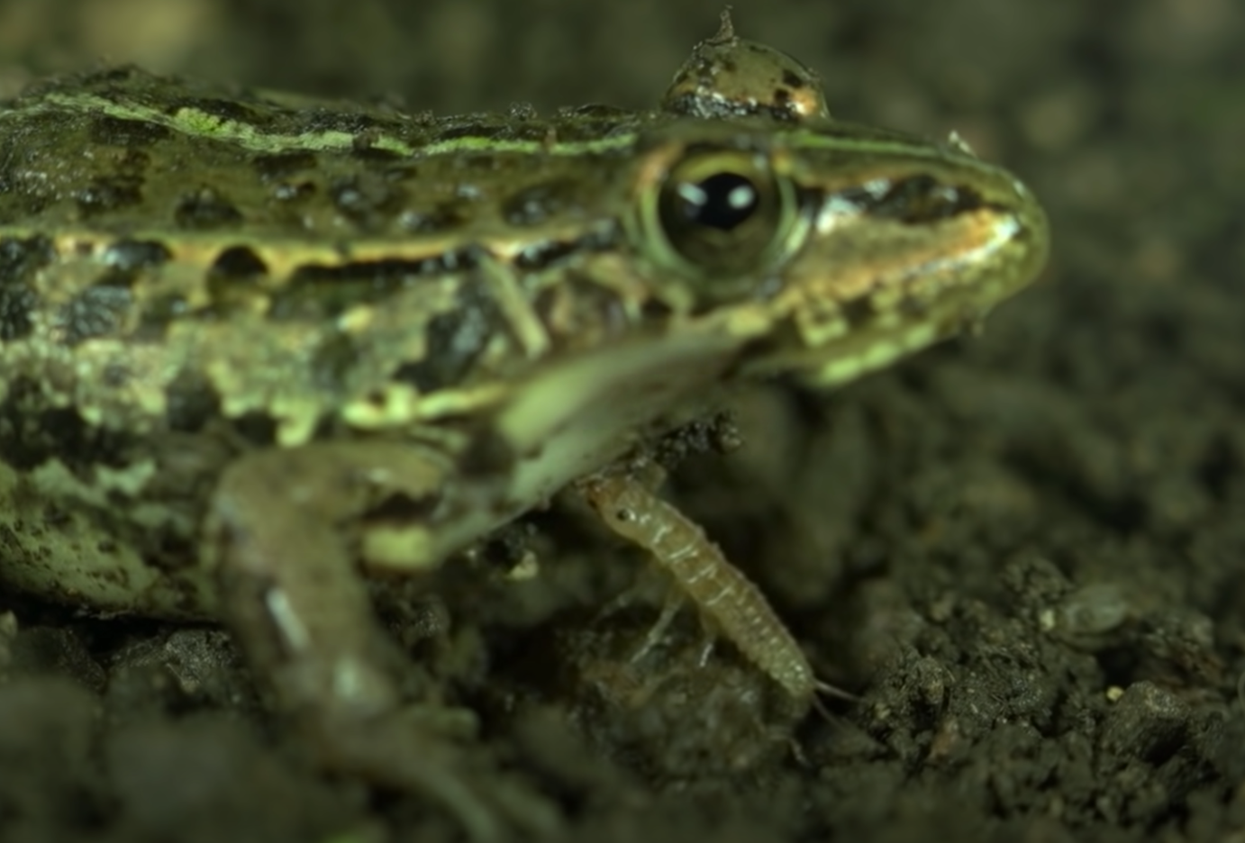 Epomis Beetle larvae eating a frog (Planet Tootoo/YouTube)