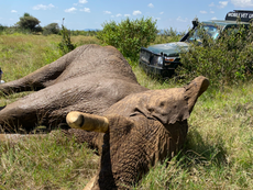 World Elephant Day: Rescuing an elephant shot by poachers