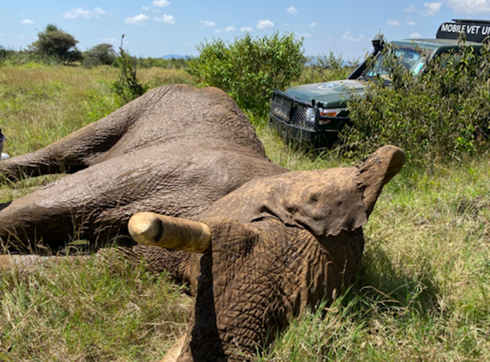 World Elephant Day: Rescuing an elephant shot by poachers | The