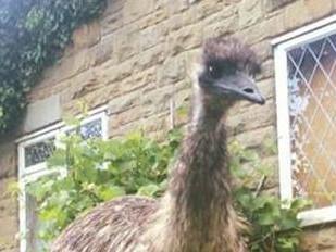 Ethel the escaped emu