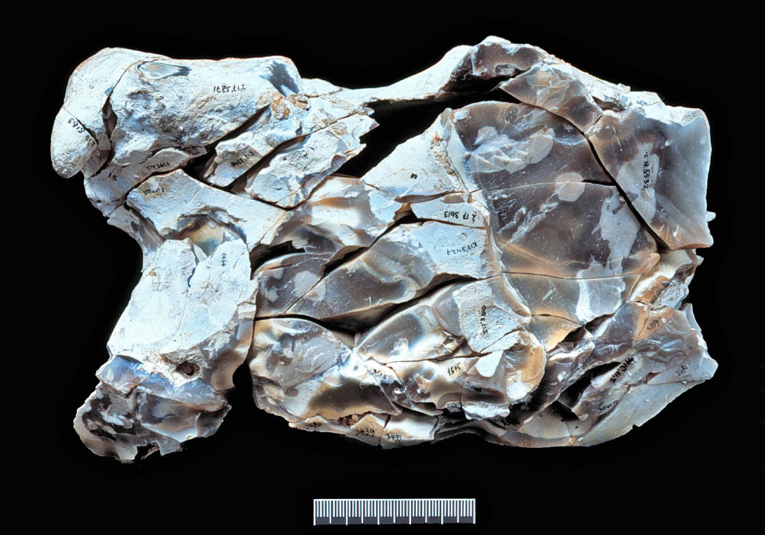 ‘The Football’, a group of over 100 refitted flint shards left over from making a single tool. The biface tool itself was not recovered, it was removed from the site by the Boxgrove people. The shape of the tool was determined by casting the void left within the reconstructed waste material. (Copyright UCL Institute of Archaeology)