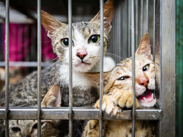 rit thema omvatten Vietnam cat meat trade revealed: Pets stolen, drowned, bludgeoned and boiled  as appetite grows for animal flesh | The Independent | The Independent