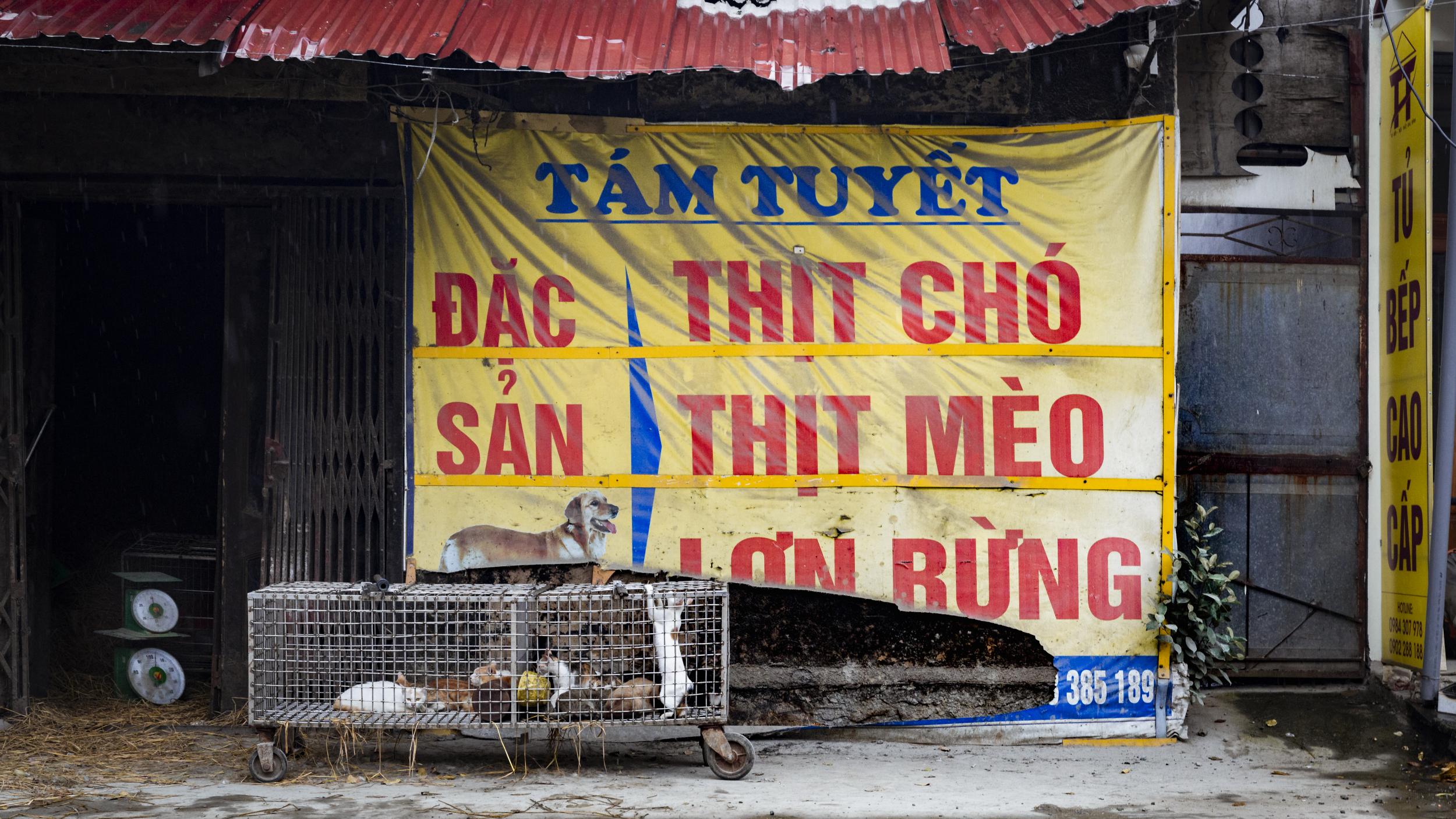 Street signs advertise dog and cat meat