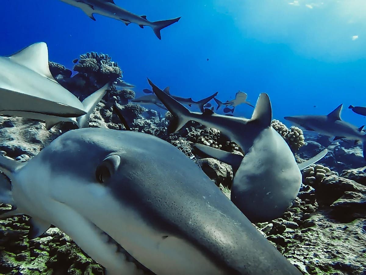 Grey reef sharks form long-term friendships, study reveals | The