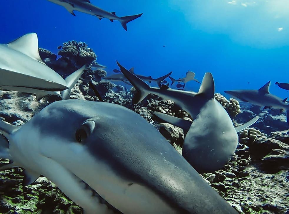 Grey Reef sharks seen underwater in French Polynesia on 22 July, 2020.