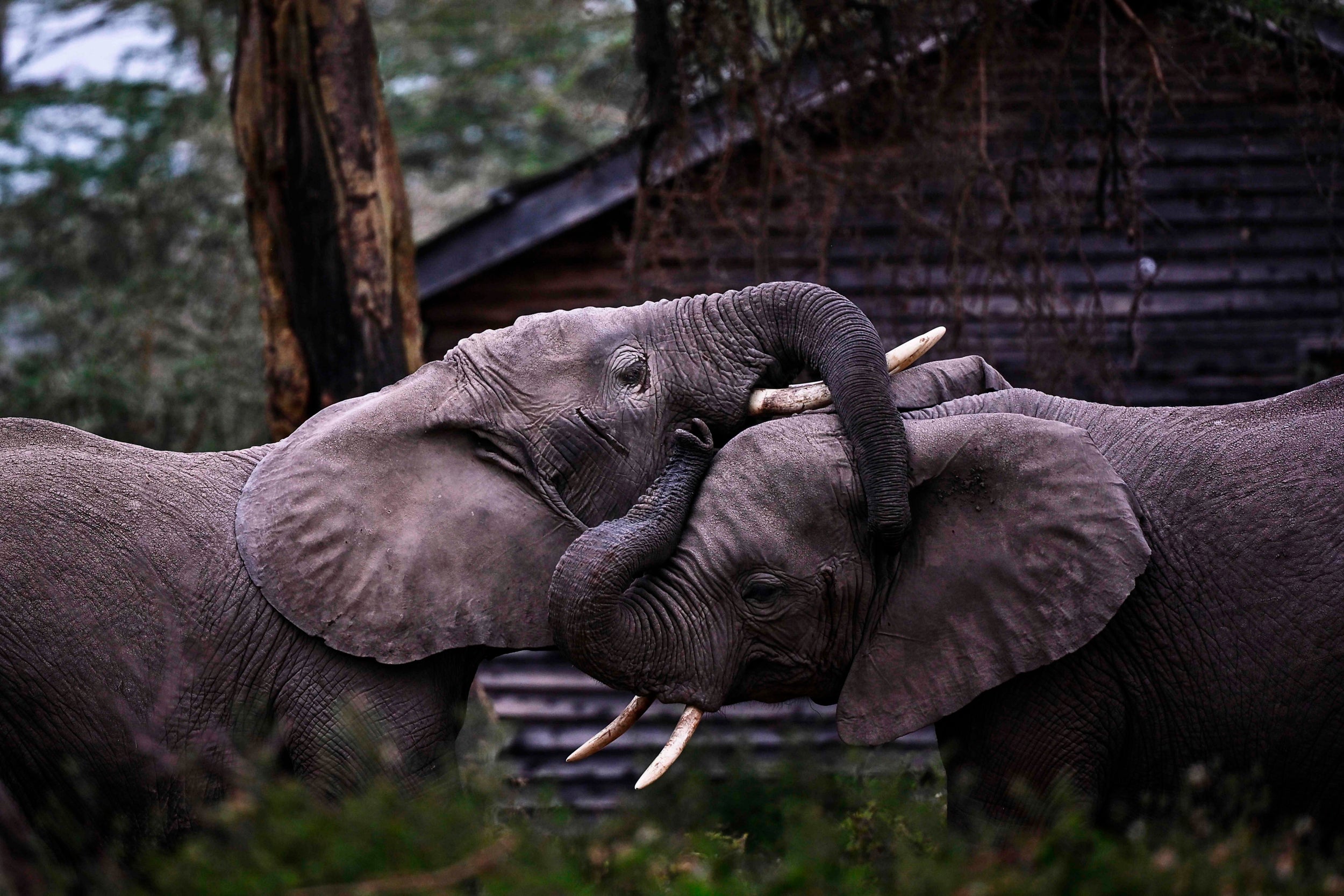 Two elephants comfort one another in a zoo near Nairobi, Kenya
