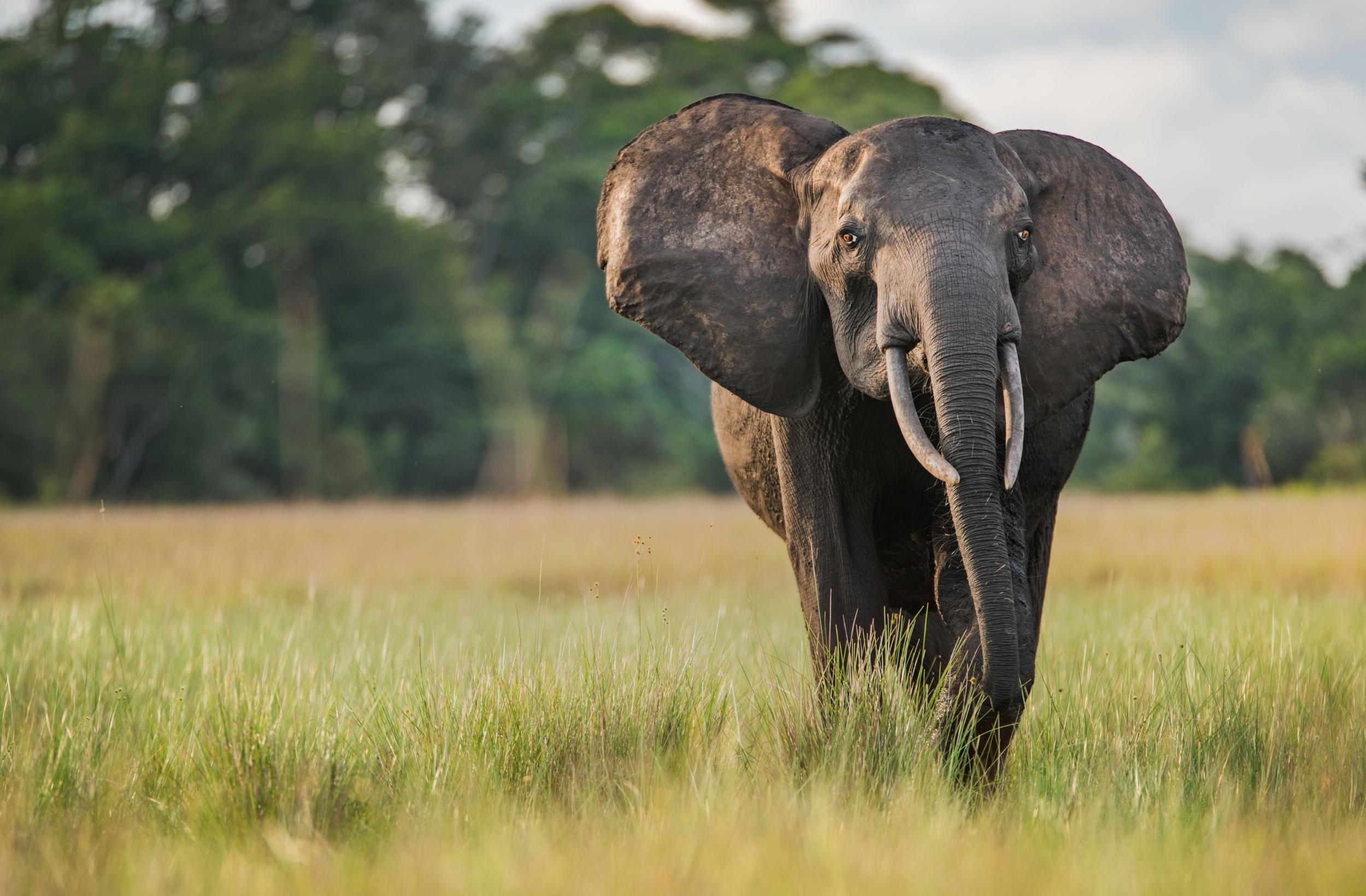 A forest elephant in Gabon's Loango National Park Safari