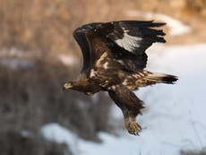 Rewilding success as golden eagles rear chick in handmade nest