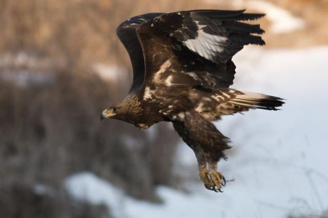 Golden eagles are making a slow recovery in Scotland and there are now more than 500 pairs, but the species still faces illegal persecution
