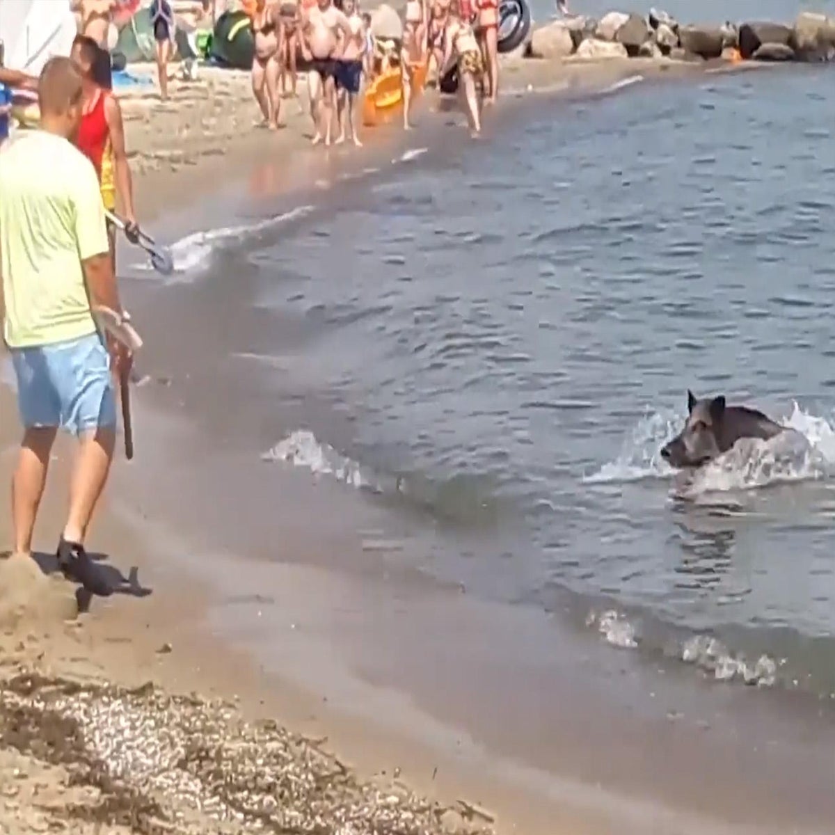 Wild boar emerges from sea and charges at sunbathers in Germany | The  Independent | The Independent